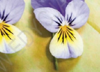 Paweł Szczepański, Anna Szczepańska – Na zawsze przy Tobie. Perełka 132