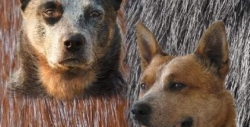 Anna Pol – Australian Cattle Dog