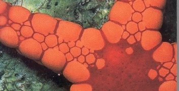 Matt Fletcher, Nancy Keller – Tonga