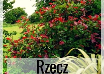 Kazimierz Wyka – Rzecz wyobraźni
