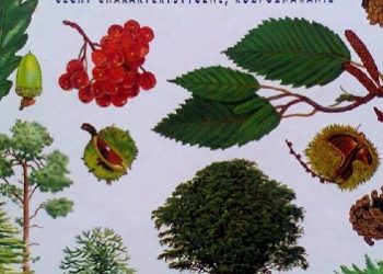 Alan Mitchell – Drzewa