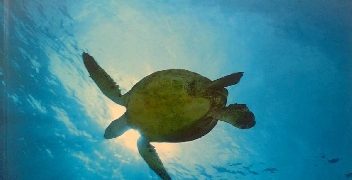 Patricia Daniels – Oceany