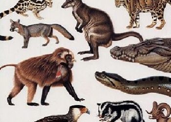 Praca zbiorowa – Encyklopedia. Zwierzęta. Ssaki. Ptaki. Gady. Płazy