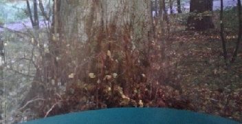 Grzegorz Jan Ślęzak, Janusz Szwałkiewicz – Grab, lipa, klon, wiąz. Wady, uszkodzenia, szkodniki, choroby, normy