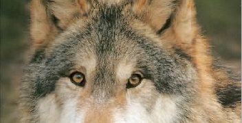 Shaun Ellis – Spirit of the Wolf