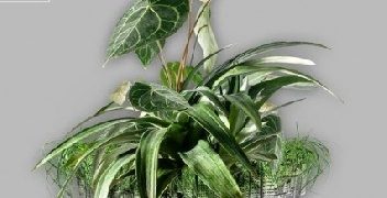 Anna Piotrowska – Zielonym do góry