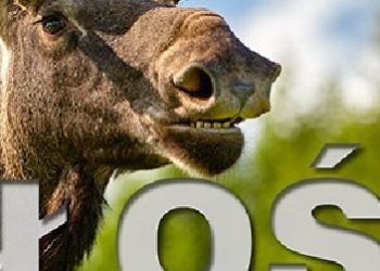 Wojciech Misiukiewicz – Łoś.Urodziwy brzydal