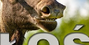 Wojciech Misiukiewicz – Łoś.Urodziwy brzydal