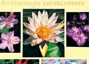 Stirling Macoboy – Kwiaty ilustrowana encyklopedia